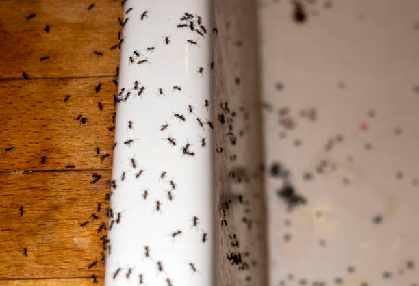 Best Pest Prevention Services  in Whiteriver, AZ